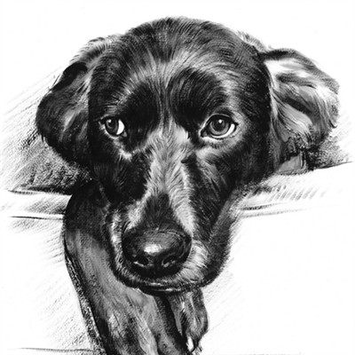 Hand Painted Ink Rendering Dog Portrait from A Headshot Photo, Black and White,by myDaVinci - myDaVinci